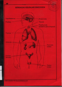 Berbagai Kelenjar Endokrin